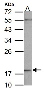 NDUFB5 Antibody - NDUFB5 antibody detects NDUFB5 protein by Western blot analysis. A. 50 ug mouse brain lysate/extract. 12 % SDS-PAGE. NDUFB5 antibody dilution:1:1000