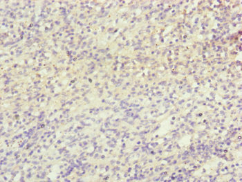 NDUFB5 Antibody - Immunohistochemistry of paraffin-embedded human spleen tissue at dilution of 1:100
