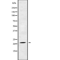 NDUFB5 Antibody - Western blot analysis NDUFB5 using COS7 whole cells lysates