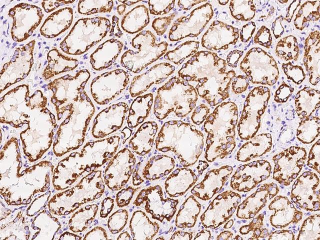 NDUFB5 Antibody - Immunochemical staining of human NDUFB5 in human kidney with rabbit polyclonal antibody at 1:100 dilution, formalin-fixed paraffin embedded sections.