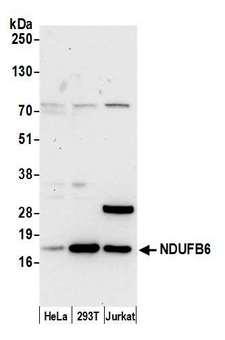 NDUFB6 Antibody - Detection of human NDUFB6 by western blot. Samples: Whole cell lysate (15 µg) from HeLa, HEK293T, and Jurkat cells prepared using NETN lysis buffer. Antibody: Affinity purified rabbit anti-NDUFB6 antibody used for WB at 0.04 µg/ml. Detection: Chemiluminescence with an exposure time of 30 seconds.