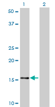 NDUFB7 / B18 Antibody - Western Blot analysis of NDUFB7 expression in transfected 293T cell line by NDUFB7 monoclonal antibody (M01), clone 4D4.Lane 1: NDUFB7 transfected lysate(16.4 KDa).Lane 2: Non-transfected lysate.