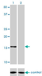 NDUFB7 / B18 Antibody - Western blot analysis of NDUFB7 over-expressed 293 cell line, cotransfected with NDUFB7 Validated Chimera RNAi (Lane 2) or non-transfected control (Lane 1). Blot probed with NDUFB7 monoclonal antibody (M01), clone 4D4 . GAPDH ( 36.1 kDa ) used as specificity and loading control.