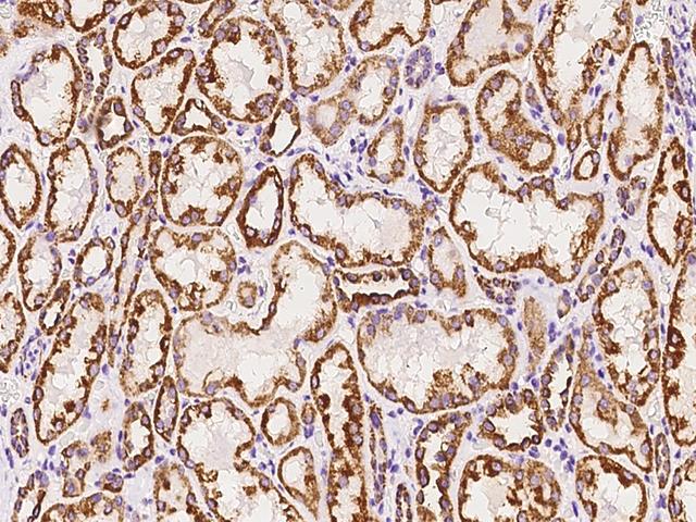 NDUFB7 / B18 Antibody - Immunochemical staining of human NDUFB7 in human kidney with rabbit polyclonal antibody at 1:100 dilution, formalin-fixed paraffin embedded sections.
