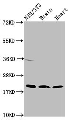 NDUFB8 Antibody - Positive Western Blot detected in NIH/3T3 whole cell lysate, Rat brain tissue, Mouse heart tissue. All lanes: NDUFB8 antibody at 2 µg/ml Secondary Goat polyclonal to rabbit IgG at 1/50000 dilution. Predicted band size: 22, 21, 19 KDa. Observed band size: 22 KDa