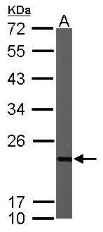 NDUFB9 Antibody - Sample (50 ug of whole cell lysate). A: Mouse brain. 12% SDS PAGE. NDUFB9 antibody diluted at 1:1000.