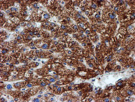 NDUFB9 Antibody - IHC of paraffin-embedded Human liver tissue using anti-NDUFB9 mouse monoclonal antibody.