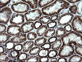NDUFB9 Antibody - IHC of paraffin-embedded Human Kidney tissue using anti-NDUFB9 mouse monoclonal antibody.
