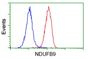 NDUFB9 Antibody - Flow cytometric Analysis of Hela cells, using anti-NDUFB9 antibody. (Red), compared to a nonspecific negative control antibody. (Blue).