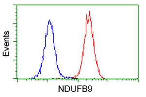 NDUFB9 Antibody - Flow cytometric Analysis of Jurkat cells, using anti-NDUFB9 antibody. (Red), compared to a nonspecific negative control antibody. (Blue).