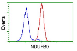 NDUFB9 Antibody - Flow cytometric Analysis of Hela cells, using anti-NDUFB9 antibody. (Red), compared to a nonspecific negative control antibody. (Blue).