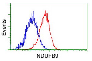 NDUFB9 Antibody - Flow cytometry of HeLa cells, using anti-NDUFB9 antibody (Red), compared to a nonspecific negative control antibody (Blue).