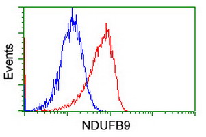 NDUFB9 Antibody - Flow cytometry of Jurkat cells, using anti-NDUFB9 antibody (Red), compared to a nonspecific negative control antibody (Blue).