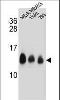 NDUFC2 Antibody - NDUFC2 Antibody western blot of MDA-MB453,HeLa,293 cell line lysates (35 ug/lane). The NDUFC2 antibody detected the NDUFC2 protein (arrow).