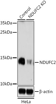 NDUFC2 Antibody - Western blot analysis of extracts from normal (control) and NDUFC2 knockout (KO) HeLa cells, using NDUFC2 antibody at 1:1000 dilution. The secondary antibody used was an HRP Goat Anti-Rabbit IgG (H+L) at 1:10000 dilution. Lysates were loaded 25ug per lane and 3% nonfat dry milk in TBST was used for blocking. An ECL Kit was used for detection and the exposure time was 3min.