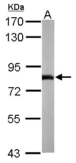 NDUFS1 Antibody - Sample (50 ug of whole cell lysate). A: Mouse brain. 7.5% SDS PAGE. NDUFS1 antibody diluted at 1:1000.