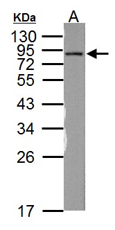 NDUFS1 Antibody - Sample (50 ug of whole cell lysate). A: Rat brain. 12% SDS PAGE. NDUFS1 antibody diluted at 1:1000.