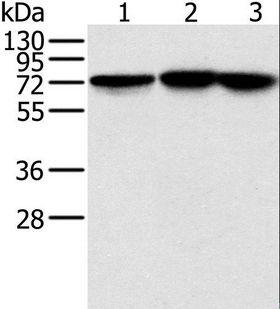 NDUFS1 Antibody - Western blot analysis of Raji, Jurkat and HeLa cell, using NDUFS1 Polyclonal Antibody at dilution of 1:800.
