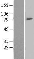 NDUFS1 Protein - Western validation with an anti-DDK antibody * L: Control HEK293 lysate R: Over-expression lysate