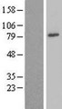 NDUFS1 Protein - Western validation with an anti-DDK antibody * L: Control HEK293 lysate R: Over-expression lysate