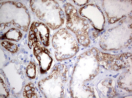 NDUFS2 Antibody - IHC of paraffin-embedded Human Kidney tissue using anti-NDUFS2 mouse monoclonal antibody. (Heat-induced epitope retrieval by 10mM citric buffer, pH6.0, 120°C for 3min).