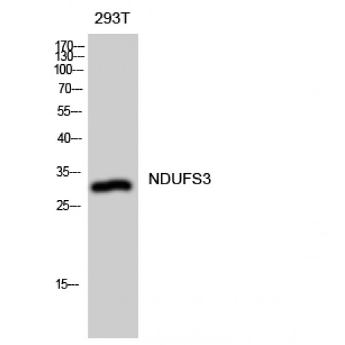 NDUFS3 Antibody - Western blot of NDUFS3 antibody