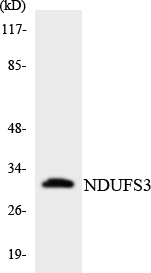 NDUFS3 Antibody - Western blot analysis of the lysates from COLO205 cells using NDUFS3 antibody.
