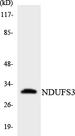 NDUFS3 Antibody - Western blot analysis of the lysates from COLO205 cells using NDUFS3 antibody.