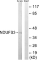 NDUFS3 Antibody - Western blot analysis of lysates from mouse brain, using NDUFS3 Antibody. The lane on the right is blocked with the synthesized peptide.