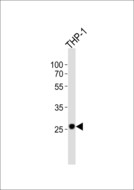 NDUFS3 Antibody - Western blot of lysate from THP-1 cell line with NDUFS3 Antibody. Antibody was diluted at 1:1000. A goat anti-rabbit IgG H&L (HRP) at 1:10000 dilution was used as the secondary antibody. Lysate at 20 ug.