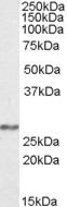 NDUFS3 Antibody - Antibody (0.3 ug/ml) staining of Human Frontal Cortex lysate (35 ug protein in RIPA buffer). Primary incubation was 1 hour. Detected by chemiluminescence.