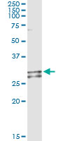 NDUFS3 Antibody - Immunoprecipitation of NDUFS3 transfected lysate using anti-NDUFS3 monoclonal antibody and Protein A Magnetic Bead.