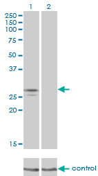 NDUFS3 Antibody - Western blot of NDUFS3 over-expressed 293 cell line, cotransfected with NDUFS3 Validated Chimera RNAi (Lane 2) or non-transfected control (Lane 1). Blot probed with NDUFS3 monoclonal antibody, clone 1D6. GAPDH ( 36.1 kD ) used as specific.