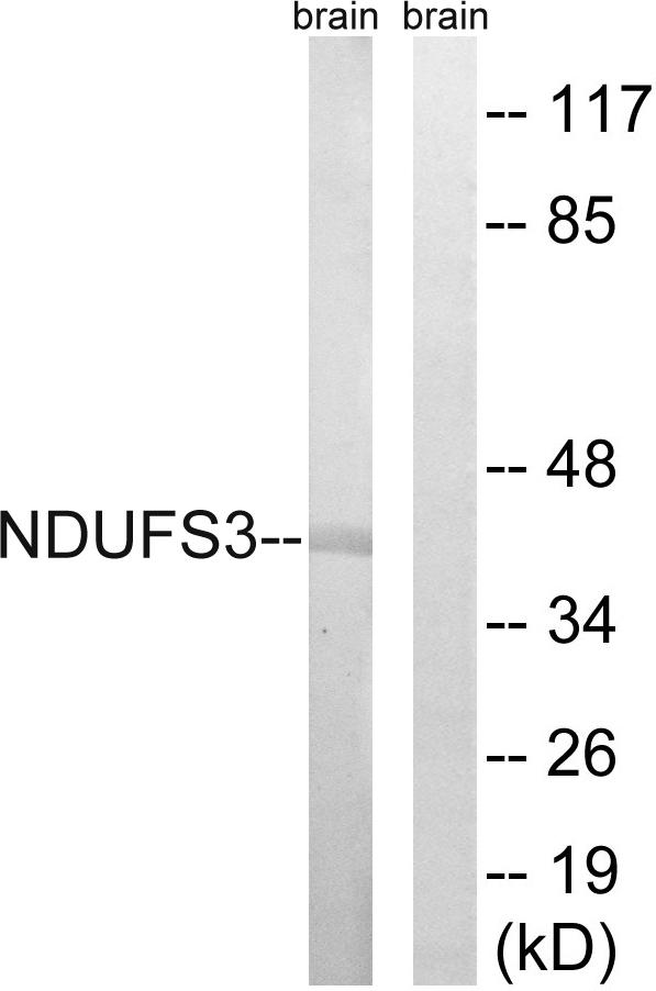 NDUFS3 Antibody - Western blot analysis of extracts from mouse brain cells, using NDUFS3 antibody.