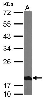 NDUFS4 Antibody - Sample (50 ug of whole cell lysate). A: Mouse brain. 12% SDS PAGE. NDUFS4 antibody diluted at 1:1000.