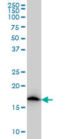 NDUFS4 Antibody - NDUFS4 monoclonal antibody (M01), clone 1A1 Western blot of NDUFS4 expression in A-431.