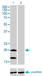 NDUFS4 Antibody - Western blot of NDUFS4 over-expressed 293 cell line, cotransfected with NDUFS4 Validated Chimera RNAi (Lane 2) or non-transfected control (Lane 1). Blot probed with NDUFS4 monoclonal antibody, clone 1A1. GAPDH ( 36.1 kD ) used as specific.