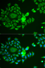 NDUFS4 Antibody - Immunofluorescence analysis of U2OS cells using NDUFS4 antibody. Blue: DAPI for nuclear staining.