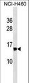 NDUFS6 Antibody - NDUFS6 Antibody western blot of NCI-H460 cell line lysates (35 ug/lane). The NDUFS6 antibody detected the NDUFS6 protein (arrow).