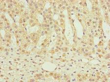 NDUFS6 Antibody - Immunohistochemistry of paraffin-embedded human adrenal gland tissue at dilution of 1:100