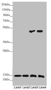 NDUFS6 Antibody - Western blot All Lanes:NDUFS6 antibody at 1.1 ug/ml Lane 1: Mouse heart tissue Lane 2: Mouse kidney tissue Lane 3: MCF7 whole cell lysate Lane 4: HepG-2 whole cell lysate Secondary Goat polyclonal to rabbit IgG at 1/10000 dilution Predicted band size: 14 kDa Observed band size: 14 kDa
