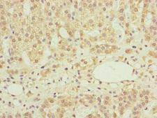 NDUFS6 Antibody - Immunohistochemistry of paraffin-embedded human adrenal gland tissue at dilution of 1:100