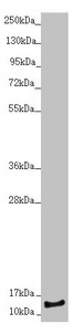 NDUFS6 Antibody - Western blot All lanes: NDUFS6 antibody at 1.67µg/ml + HepG2 whole cell lysate Secondary Goat polyclonal to rabbit IgG at 1/10000 dilution Predicted band size: 14 kDa Observed band size: 14 kDa