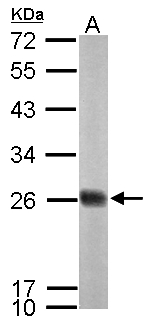 NDUFS8 Antibody - Sample (50 ug of whole cell lysate). A: mouse brain. 12% SDS PAGE. NDUFS8 antibody diluted at 1:1000.
