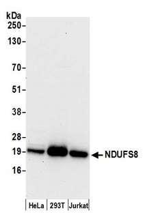 NDUFS8 Antibody - Detection of human NDUFS8 by western blot. Samples: Whole cell lysate (15 µg) from HeLa, HEK293T, and Jurkat cells prepared using NETN lysis buffer. Antibody: Affinity purified rabbit anti-NDUFS8 antibody used for WB at 0.1 µg/ml. Detection: Chemiluminescence with an exposure time of 30 seconds.