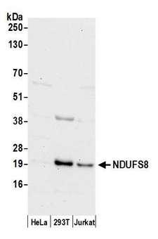 NDUFS8 Antibody - Detection of human NDUFS8 by western blot. Samples: Whole cell lysate (50 µg) from HeLa, HEK293T, and Jurkat cells prepared using NETN lysis buffer. Antibody: Affinity purified rabbit anti-NDUFS8 antibody used for WB at 0.1 µg/ml. Detection: Chemiluminescence with an exposure time of 30 seconds.
