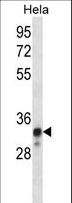 NDUFS8 Antibody - NDUFS8 Antibody western blot of HeLa cell line lysates (35 ug/lane). The NDUFS8 antibody detected the NDUFS8 protein (arrow).