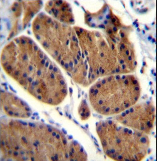 NDUFS8 Antibody - NDUFS8 Antibody immunohistochemistry of formalin-fixed and paraffin-embedded human stomach tissue followed by peroxidase-conjugated secondary antibody and DAB staining.