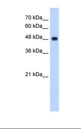 NDUFV1 Antibody - HepG2 cell lysate. Antibody concentration: 2.5 ug/ml. Gel concentration: 12%.  This image was taken for the unconjugated form of this product. Other forms have not been tested.