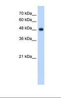 NDUFV1 Antibody - HepG2 cell lysate. Antibody concentration: 2.5 ug/ml. Gel concentration: 12%.  This image was taken for the unconjugated form of this product. Other forms have not been tested.